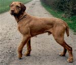 Min første ruhåret vizsla Marquis du Domaine Saint Hubert 28/10/1996 til 10/01/2008